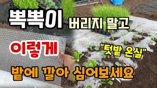 뽁뽁이비닐 버리지말고 이렇게 밭에 깔아 심어보세요 온실부럽지 않고 작물이 겨울에도 폭풍성장합니다.