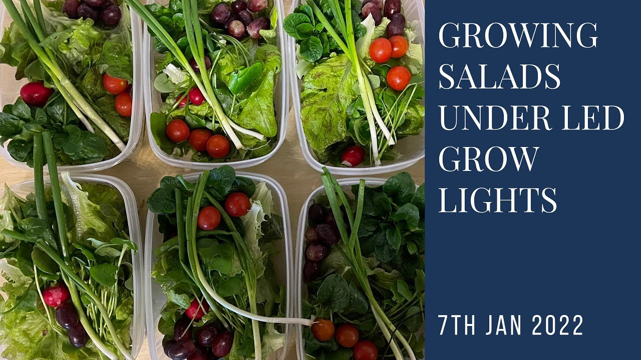 Growing winter lettuce under LED grow lights