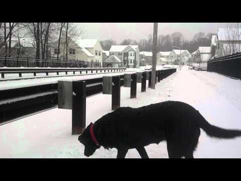 Tarren on the bridge in the snow