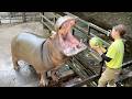 Hippos Eat Watermelons Japan S Amazing Zoo Nagasaki BIOPARK