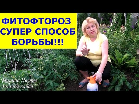 ФИТОФТОРОЗ - Эпидемия началась! Обрабатываем вместе со мной помидоры, огурцы от фитофторы!