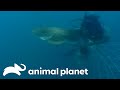 Can Steve Save A Leopard Shark Before Running Out Of Air The Crocodile Hunter Animal Planet