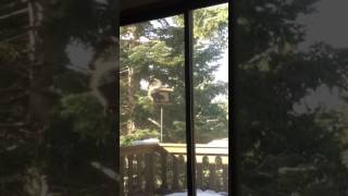 Woodpeckers Dive-Bomb Squirrel in Lake Arrowhead