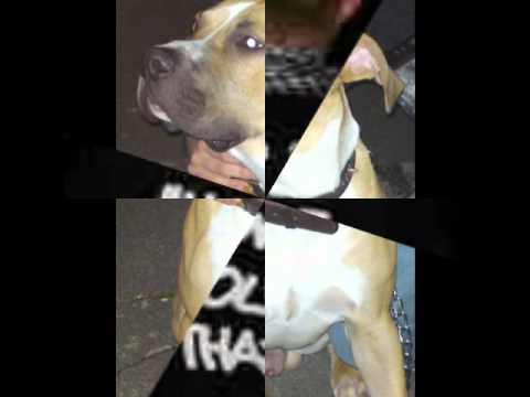 WRITE THIS LETTER -PRESHUS