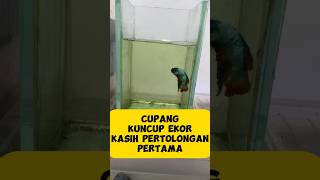 Download lagu Ikan cupang kuncup kasih pertolongan pertama #ikanhias #aquarium #bettafish mp3