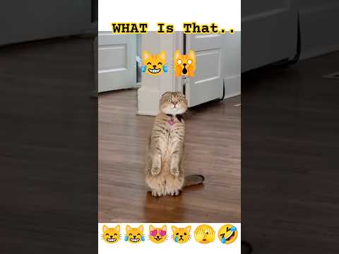 Chaos in 10 Seconds 😹