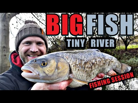 Fishing a river for BIG fish | Fishing for Chub | Fishing with bread | Rob Wootton