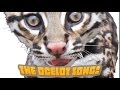 How Many Spots Has An Ocelot Got? An endangered species song your kids will love