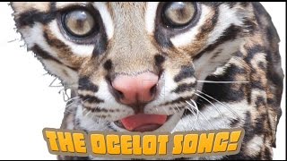 How Many Spots Has An Ocelot Got? An endangered species song your kids will love