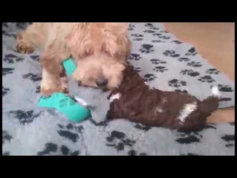 Australian Labradoodle Chubby playing with pups from Iza