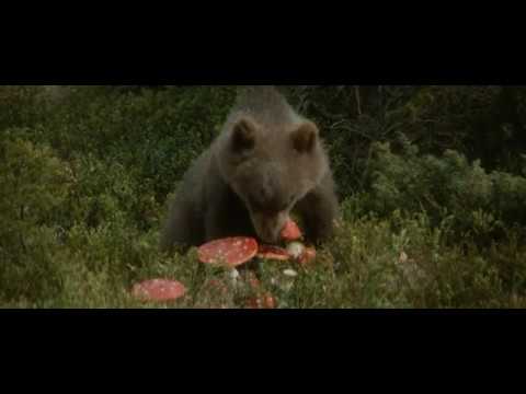 The Bear (1988) - Bear Eats Magic Mushrooms