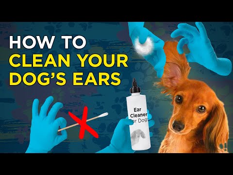 How to Clean Your Dog's Ears - VetVid Episode 003