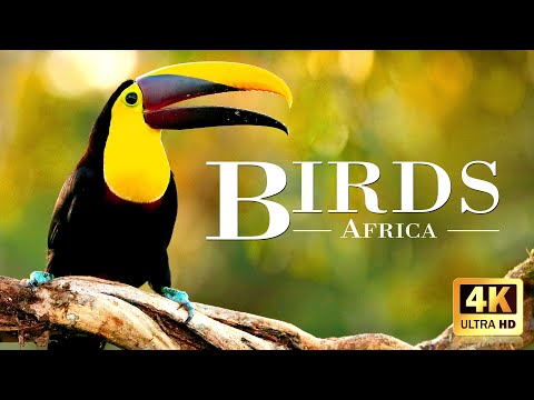 Amazing African Birds 4K ~ African Wildlife Video with Birds Sounds