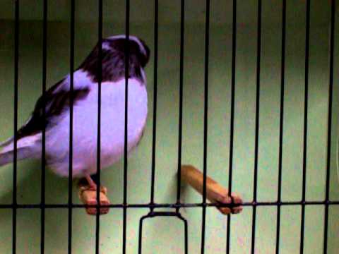 Norwich Canary Bred by champion Breeder Mrs M Moore