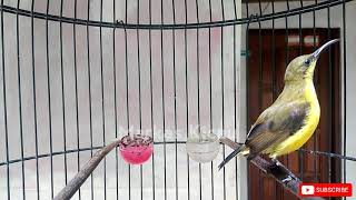 Download lagu SOGOK ONTONG NGERIWIK AMPUH MEMANCING BUNYI SOGON BAHAN mp3