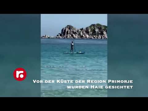 Vor der Küste der Region Primorje wurden Haie gesichtet