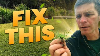 Kill This Terrible Weed in Your Lawn!