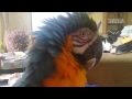 Macaw Where Is Mom