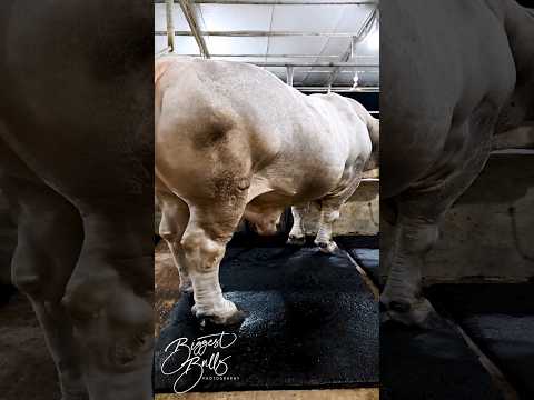 Muscular 1300 kg bull from Brownie's Ranch
