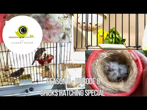 The Canary Room Season 6 Episode 8 - The first chicks of the season