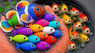 Download lagu Serok ikan warna-warni dalam kolam, ikan hias, ikan mas, ikan koi, ikan komet, belut, kura-kura mp3 Download lagu Serok ikan warna-warni dalam kolam, ikan hias, ikan mas, ikan koi, ikan komet, belut, kura-kura mp3