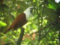 The incredible call of the three-wattled bellbird in Costa Rica