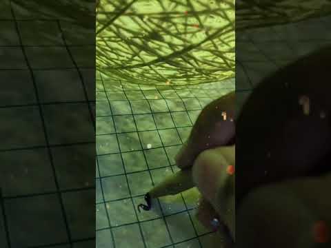 Islamic names calligraphy by #mubashir | hope u all like this ❤️🙂