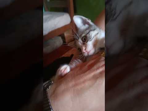 Vídeo de Fumaça