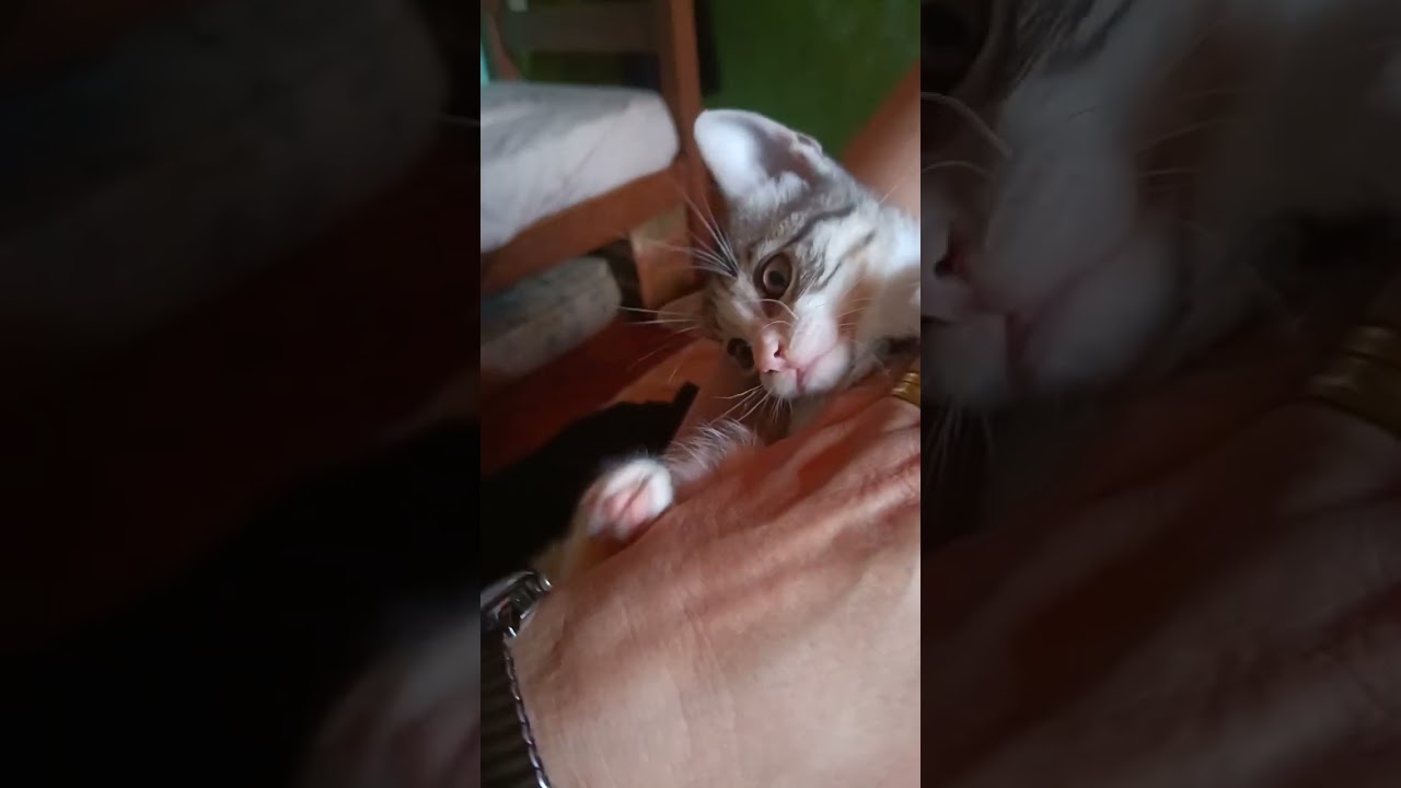 Gato raça SRD-ViraLata idade Abaixo de 2 meses nome Fumaça