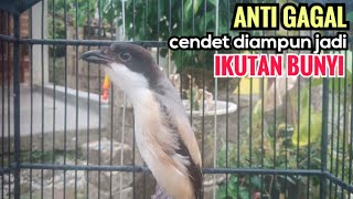 Download lagu Suara Cendet Gacor Toet toet Efektif Anti Gagal Bikin Cendet Malas pun Langsung Nyaut Bunyi Seketika mp3
