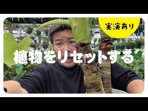 ブラックベルベットゾウの耳、女王の宝石クワズイモ、クワズイモ「ブラックベルベット」