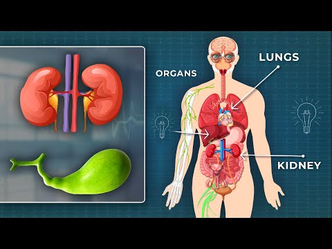 Human Body Parts Name with Picture | Learn Internal Organs & Anatomy with 3D Animation