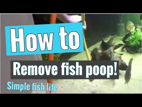 How to remove fish poop from aquarium