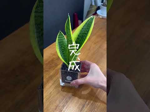 園芸 円筒形の葉を持つサンスベリア