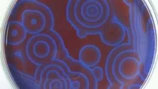 Skrillex - Fuck That