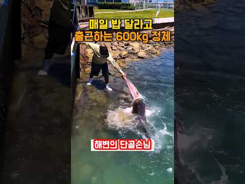 생선 뼈 던져줬더니 3미터 괴물이 매일 밥 달라고 나타났습니다 | The Giant Monster Fish That Comes Back Every Day For Food