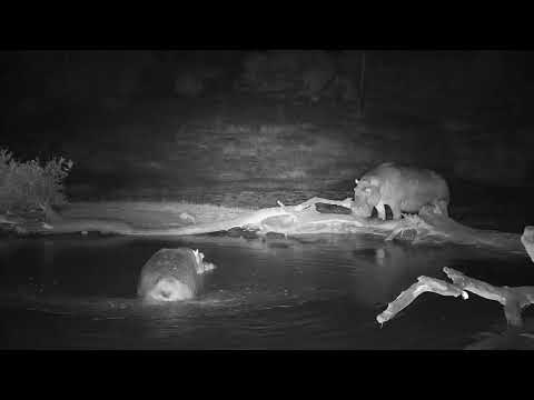 Djuma: Sights and sounds including two Hippos(including newest one) - 01:30 - 10/02/19