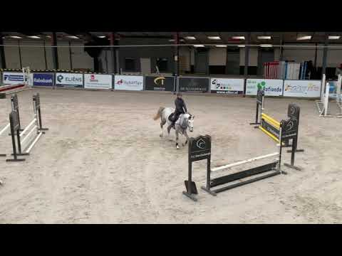 Chianti di fer z (2016, Cicero z van Paemel x baloubet du rouet)