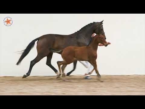 12. Orina D (Escolar x Vivaldi) - www.prinsjesdag.eu