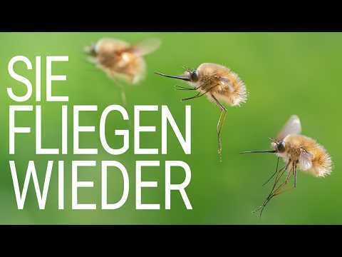 Wollschweber im Flug fotografieren (Makrofotografie, 4K)