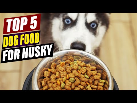 Best Dog Food for Huskies: High-Energy Formulas & Nutritional Needs
