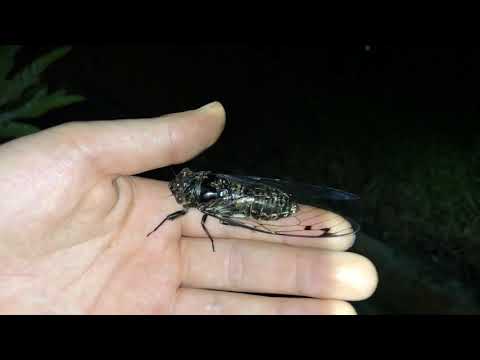 Brown Cicada screams