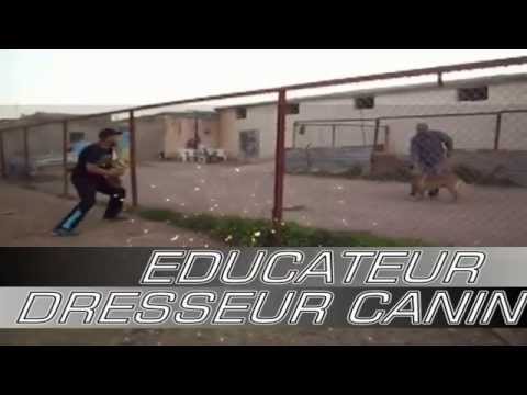 dressage chiens a Marrakech avec M. Hicham smaika ( le maître du cliss )