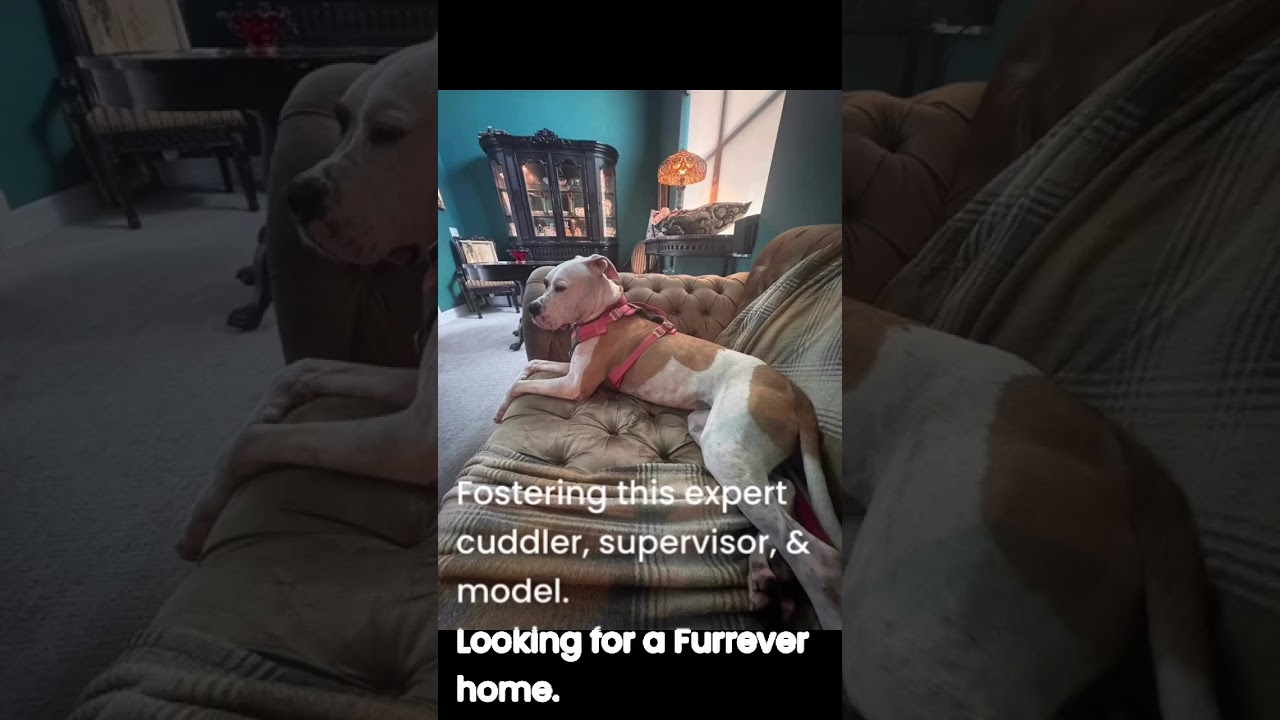 Enlarge Wilma, a Adoptable Mixed Breed in Port Charlotte, FL video 6/6