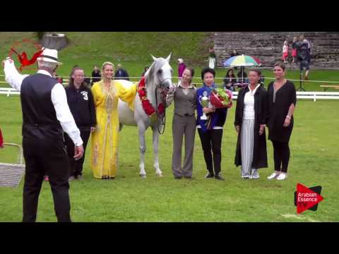 1ST N.63 SHARAHM - Scandinavian Open Championship 2017 - Senior Stallions Championship (Class 38)