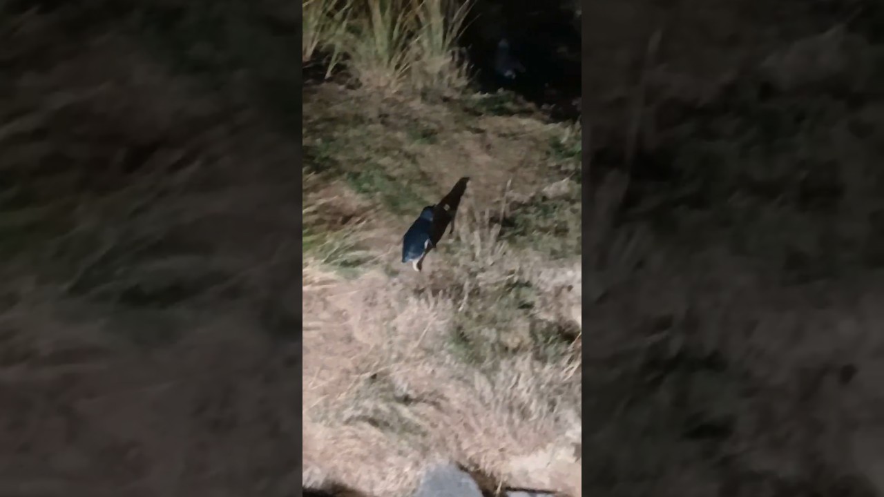 YouTube Short thumbnail