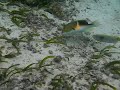 魚使用工具進食　史上首次拍攝畫面曝光