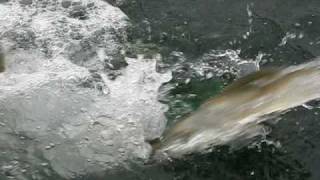 preview picture of video 'Coho Transfer to Squaxin Net Pens'