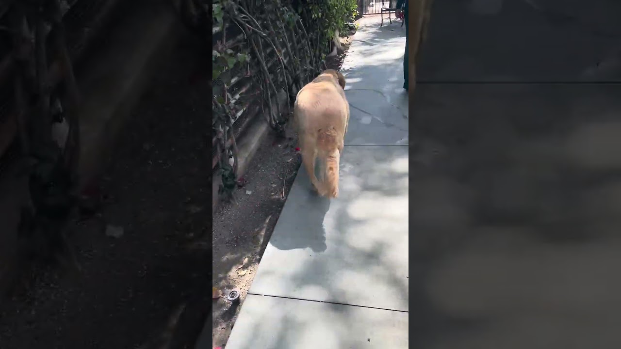 Enlarge Wrigley, a ADOPTABLE Golden Retriever in Los Angeles, CA video 6/6