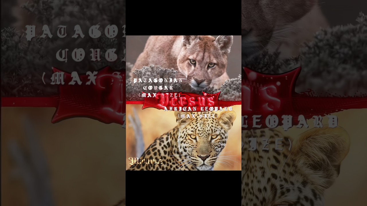 African Leopard Vs Patagonian Cougar | Song - Fuera del planeta Instrumental